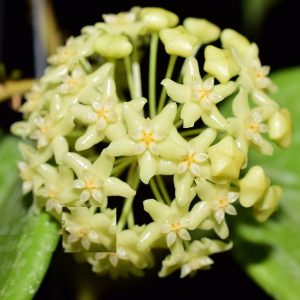 Hoya merrillii ( rooted cutting )