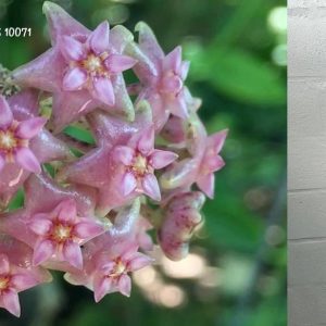 Hoya miara jaya (large)