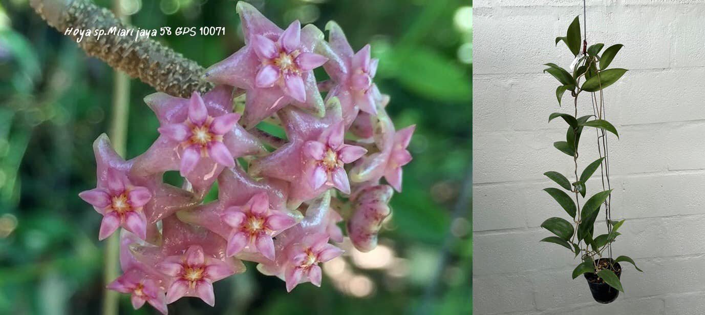 Hoya miara jaya (large)