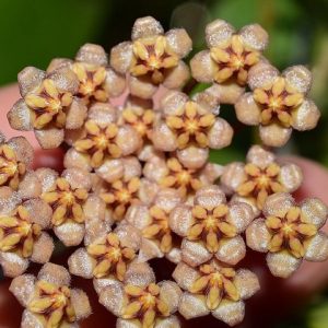 Hoya micrantha ( rooted cutting )