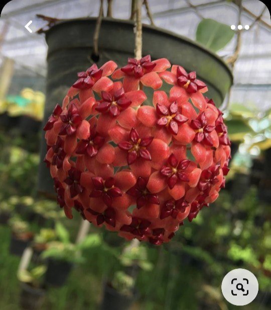 Hoya mindanao (large)