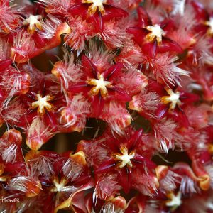 Hoya mindorensis  ( rooted cutting )
