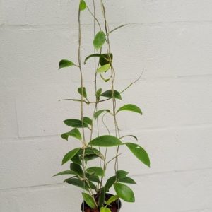 Hoya mindorensis light yellow (large)