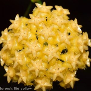Hoya mindorensis yellow ( rooted cutting )