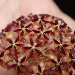 Hoya mindorensis pg12 ( rooted cutting )