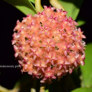 Hoya mindorensis pink ( rooted cutting )