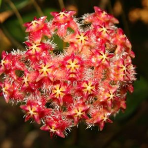 Hoya mindorensis purple star ( rooted cutting )