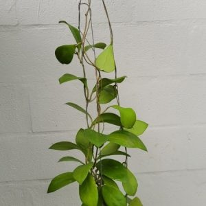 Hoya mindorensis purple star (large)