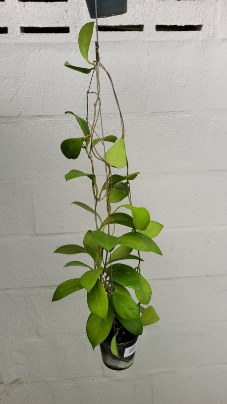 Hoya mindorensis purple star (large)