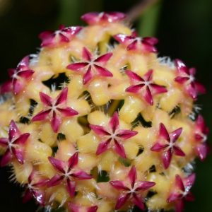 Hoya mindorensis red star ( rooted cutting )