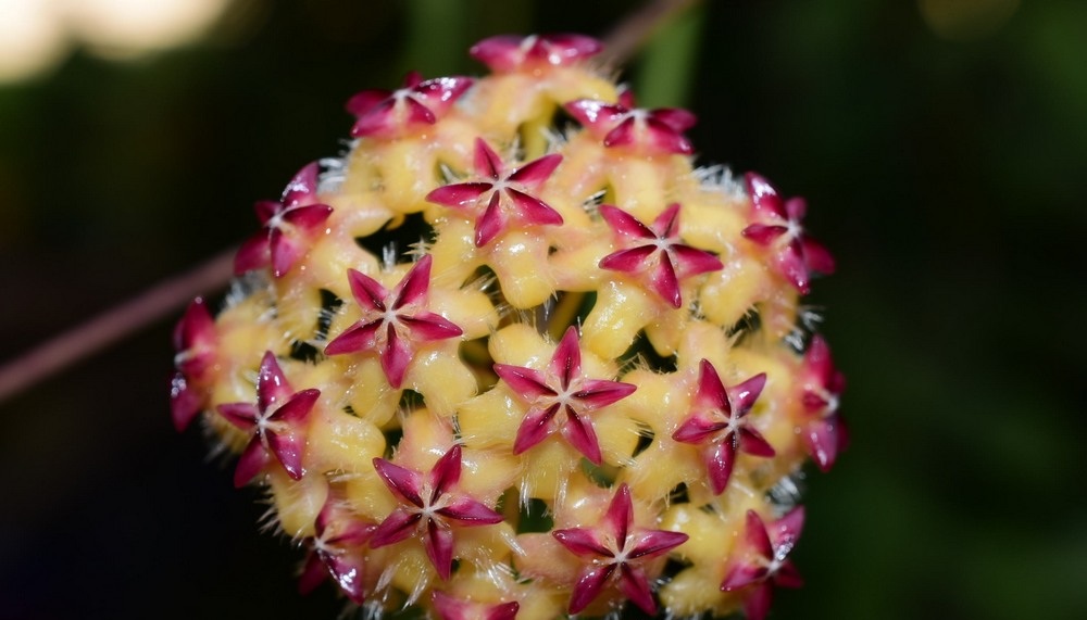 Hoya mindorensis red star ( rooted cutting )
