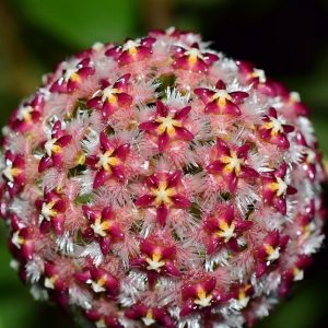 Hoya mindorensis ssp. superba ( rooted cutting )