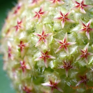 Hoya mindorensis lite yellow ( rooted cutting )