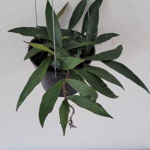 Hoya mirabilis (large)
