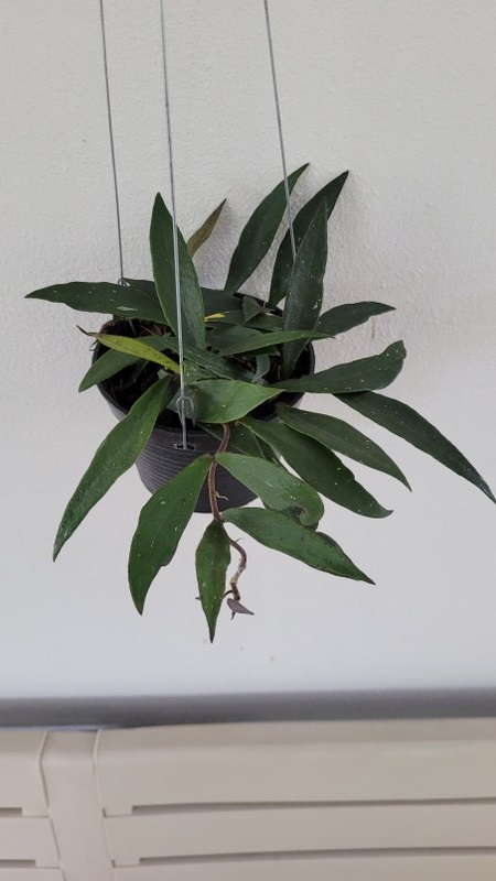 Hoya mirabilis (large)