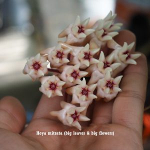 Hoya mitrata big leaf, big flower (large)