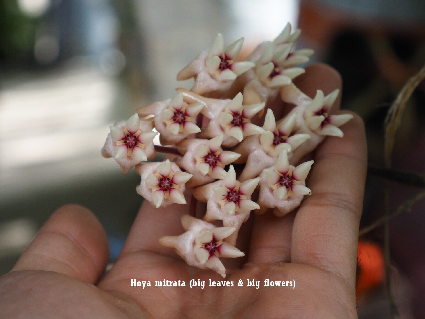 Hoya mitrata big leaf, big flower (large)
