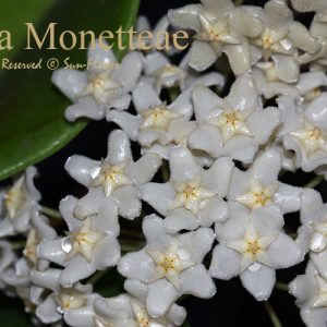 Hoya monetteae ( rooted cutting )