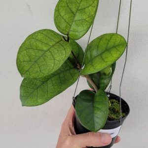 Hoya motoskei (large)