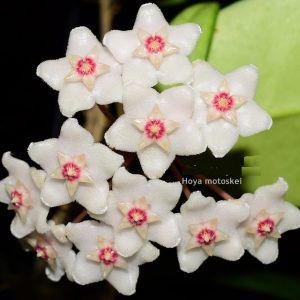 Hoya motoskei ( rooted cutting )
