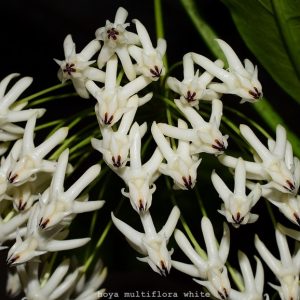 Hoya multiflora white ( rooted cutting )