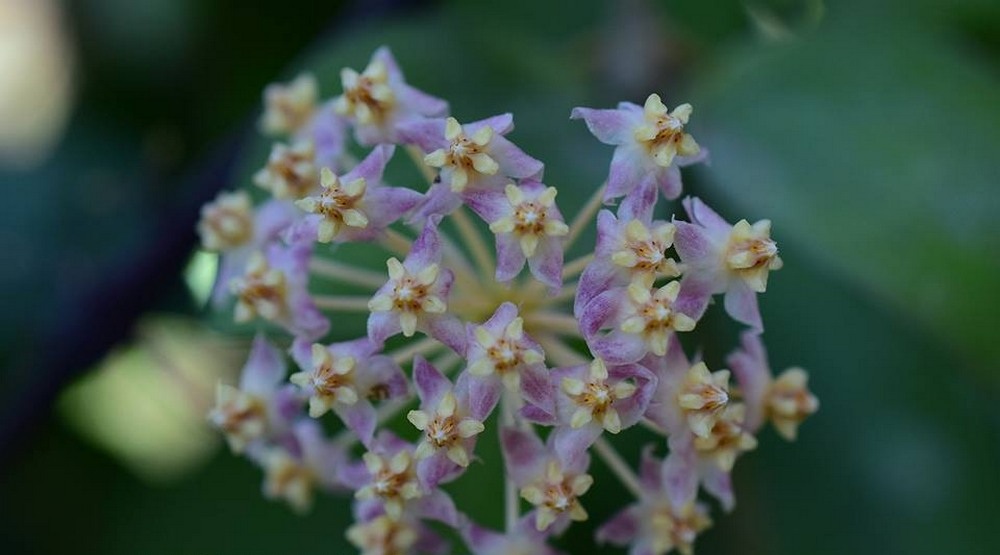 Hoya myrmecopa big leaves ( rooted cutting )