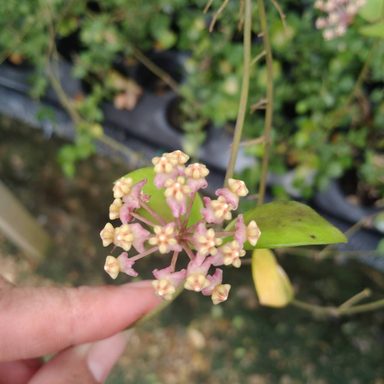 Hoya myrmecopa purple( rooted cutting )
