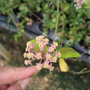 Hoya myrmecopa (large)