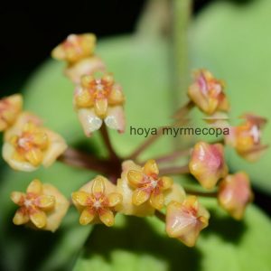 Hoya myrmecopa yellow ( rooted cutting )