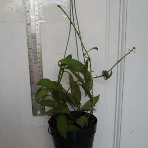 Hoya nabawanensis (large)