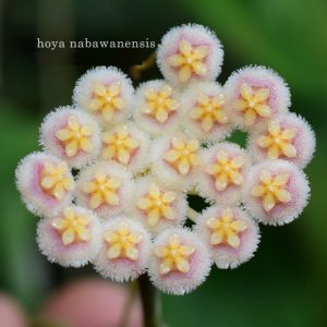Hoya nabawanensis ( rooted cutting )