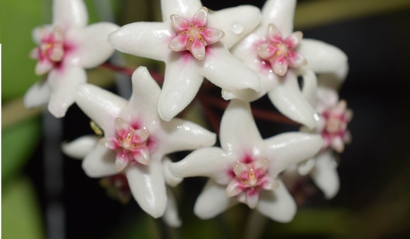 Hoya naumanii ( rooted cutting )