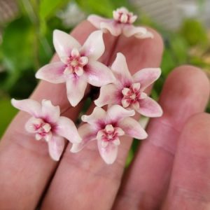 Hoya naumanii (large)