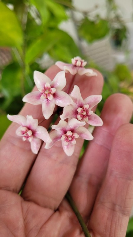 Hoya naumanii (large)