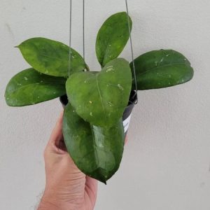 Hoya nelinae (large)