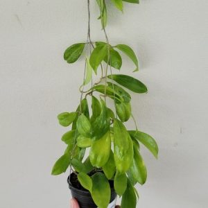 Hoya neo-ebudica (large)