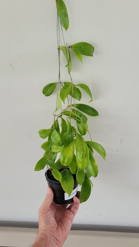 Hoya neo-ebudica (large)