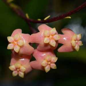 Hoya neo-ebudica ( rooted cutting )