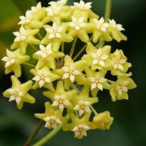 Hoya nicholsoniae ( rooted cutting )