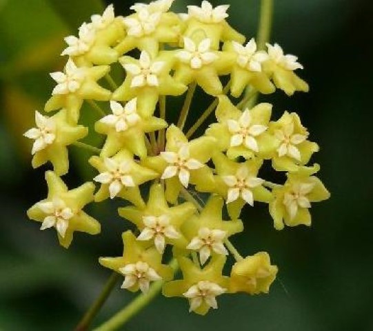 Hoya nicholsoniae ( rooted cutting )