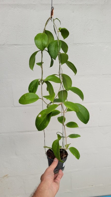 Hoya nicholsoniae (large)