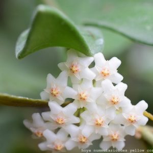 Hoya nummularioides yellow corona ( rooted cutting )