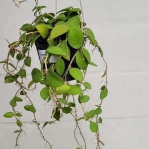 Hoya nummularioides (large)
