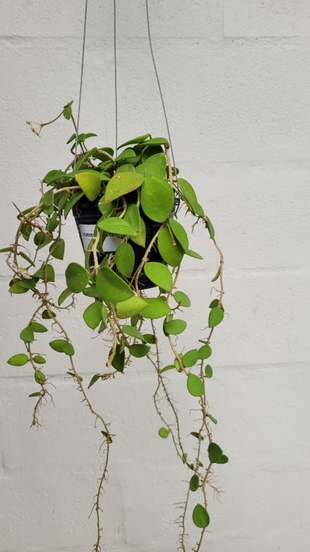 Hoya nummularioides (large)