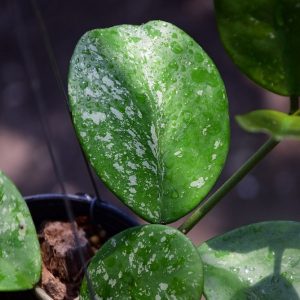 Hoya obovata splash ( rooted cutting )