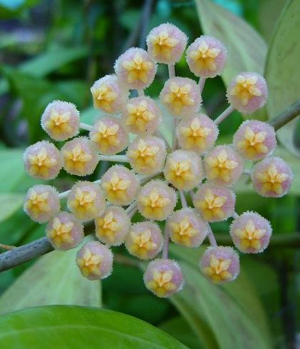 Hoya lacunosa x obscura (large)