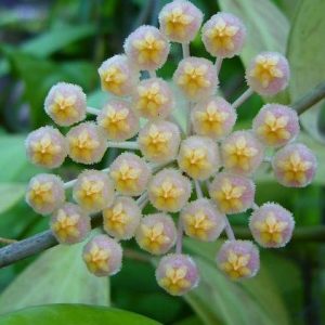 Hoya obscura ( rooted cutting )