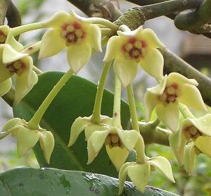 Hoya obtusifolia ( rooted cutting )