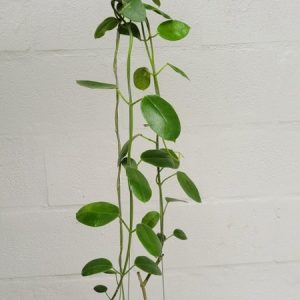 Hoya obtusifolioides dark red (large)