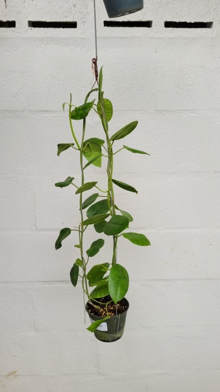Hoya obtusifolioides (large)